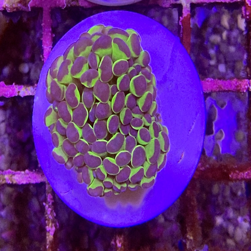 Euphyllia paraancora neon green purple