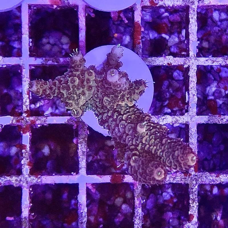 Millepora sp