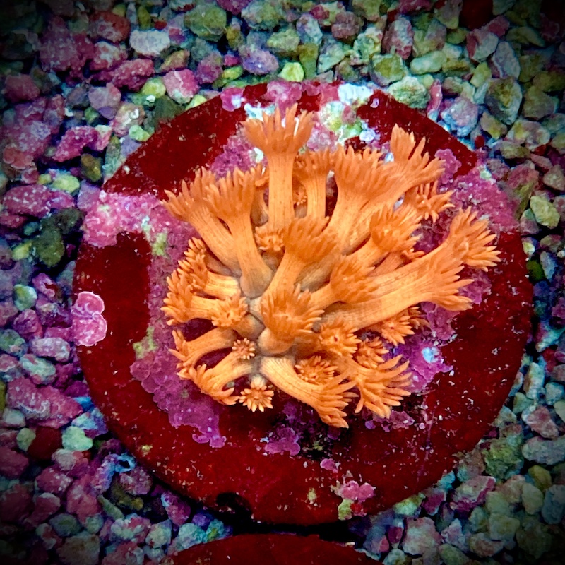 Ultra Goniopora pink