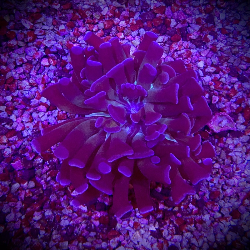 Euphyllia paraancora purple