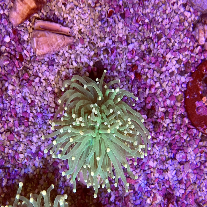 Euphyllia Glabrescens, Torch Ultra green yellow tip