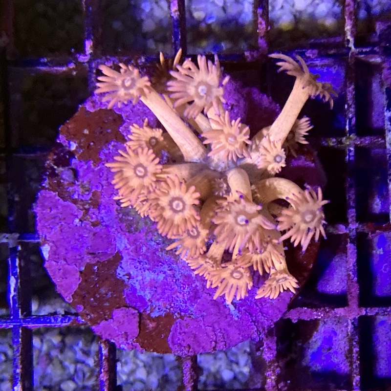 Goniopora sp Ultra pink blue tips