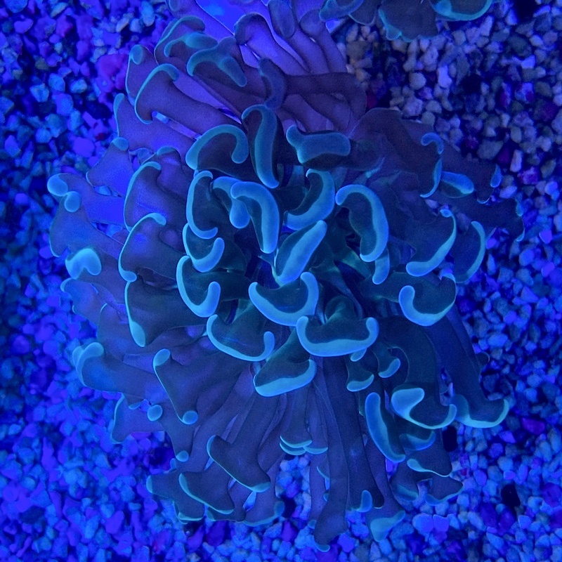 Euphyllia Ancora Two tone, Blue green