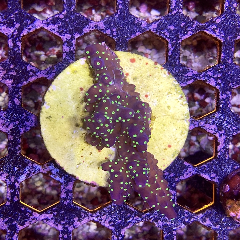 Acropora nana tricolor, medium
