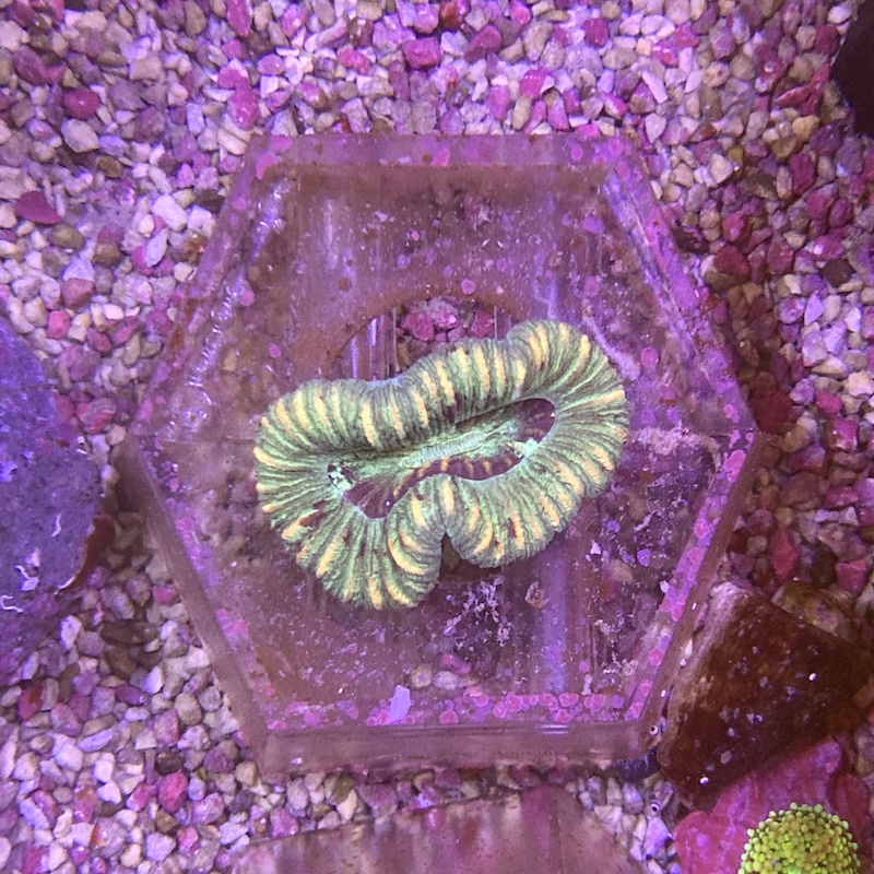 Trachyphyllia sp, 3