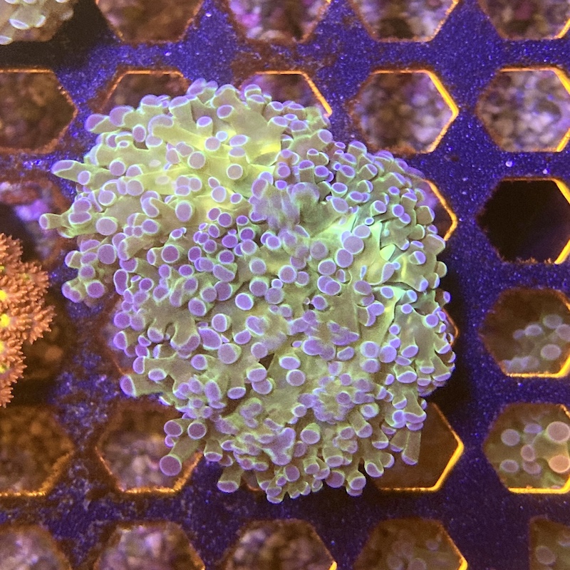Euphyllia paradivisa Green Yellow center