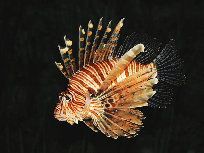 Pterois volitans "Volitan Lionfish"