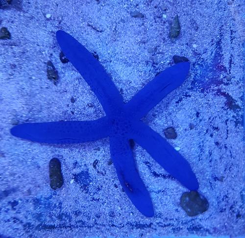 Linckia laevigata "Blue Finger Starfish"