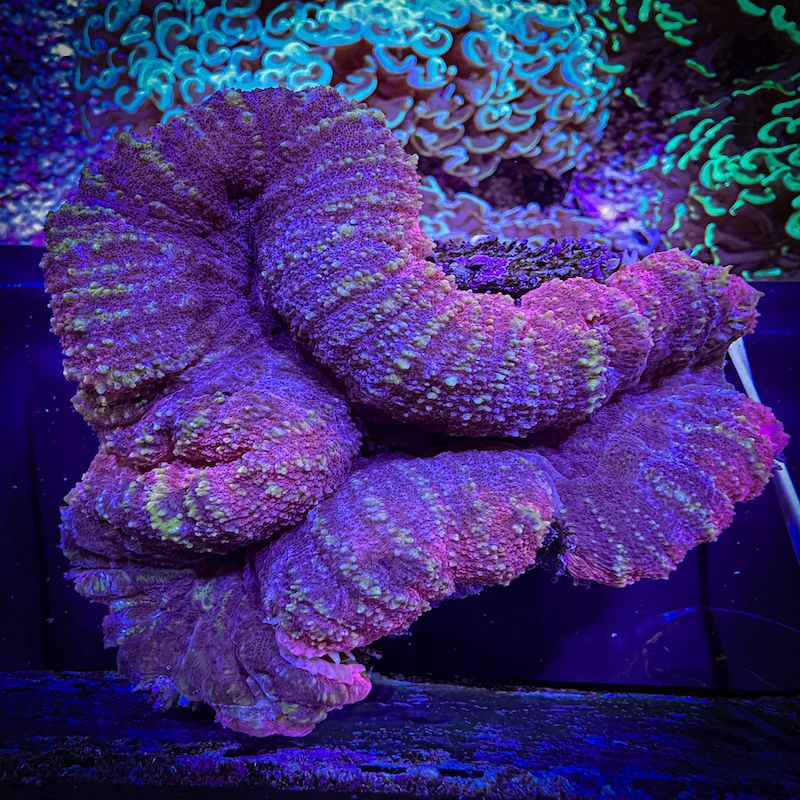 Lobophyllia Pink rainbow, XL