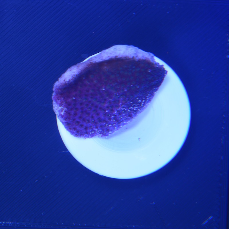 Montipora mollis purple, c