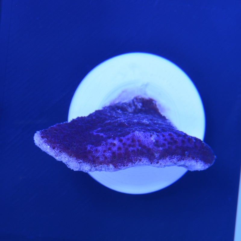 Montipora mollis purple, d