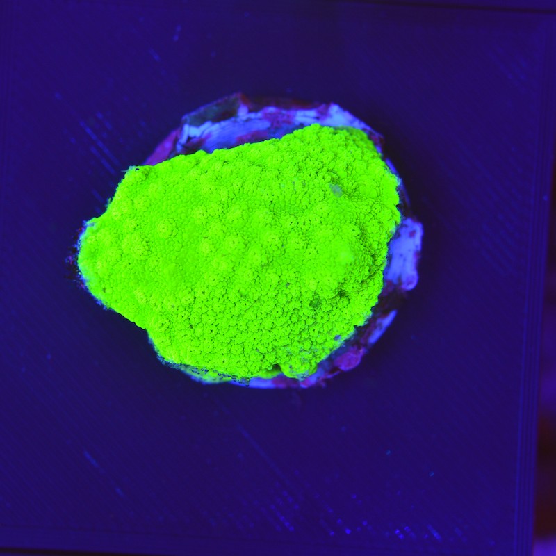 Montipora sps Lime, Neon Green