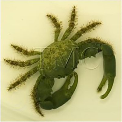 Mithraculus sculptus "Emerald Crab"