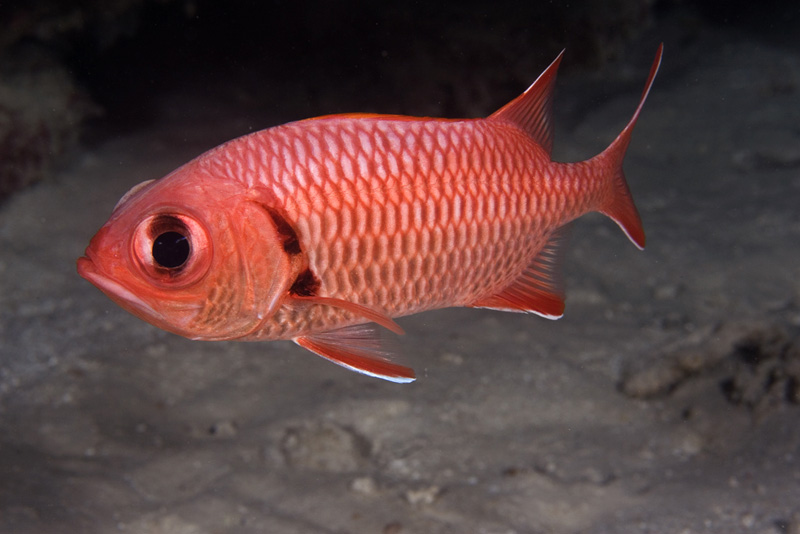 Myripristis jacobus "Blackbar Soldierfish"