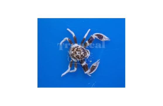 Neopetrolisthes sp, Anemone krabba