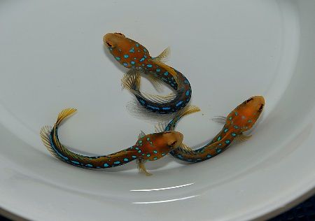 Opistognathus rosenblatti "Blue Dot Jawfish"