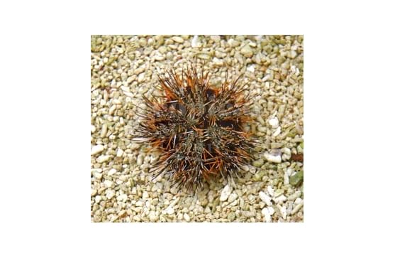 Tripneustes gratilla "Orange Spine Urchin"