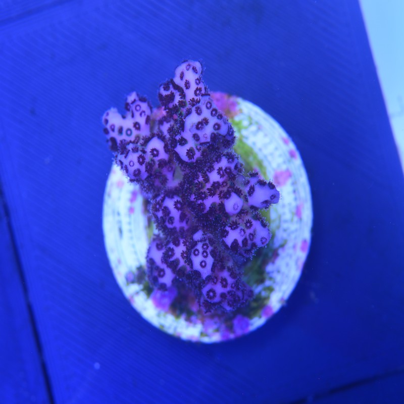 Poccilopora elegans pink, a