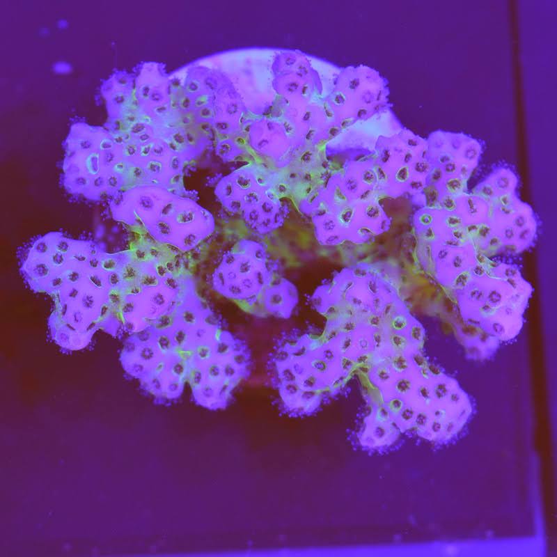 pocillopora elegans, a