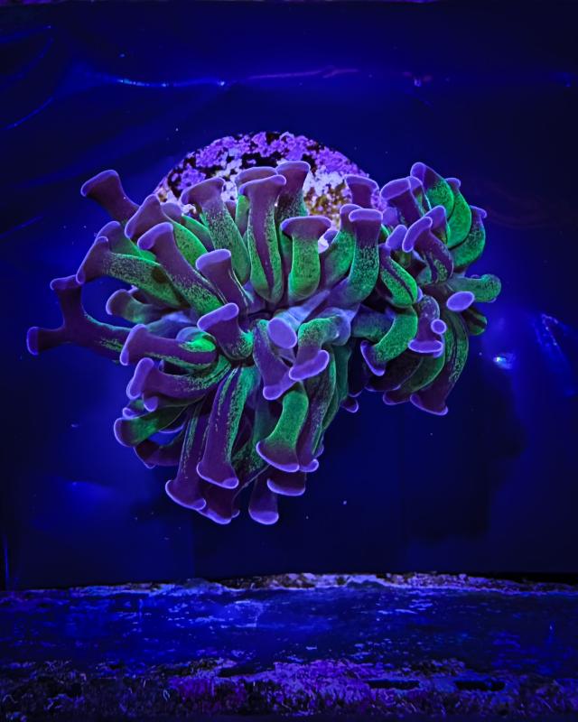 Euphyllia Paraancora Two tone