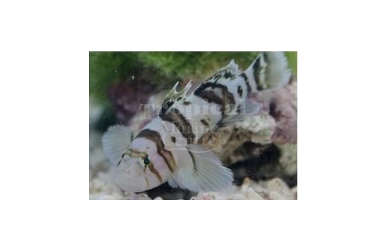 Priolepis nocturna "Blackbarred reefgoby"