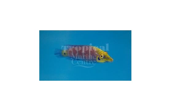 Pseudocheilinus ocellatus "White-barred Wrasse"