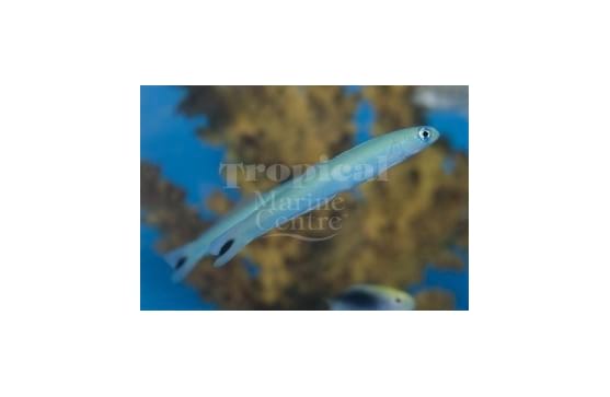 Ptereleotris heteroptera "Blue Gudgeon Dartfish"