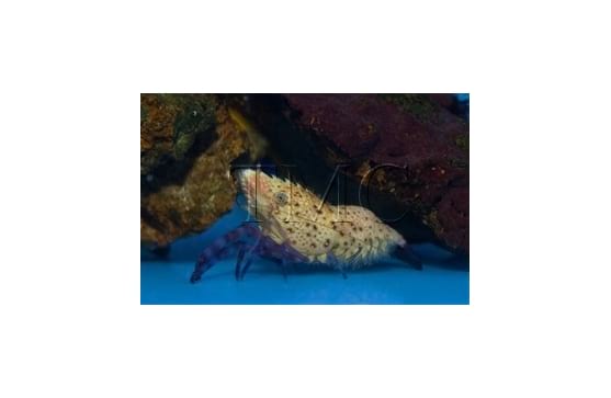 Saron rectirostris "Purple Leg Shrimp"