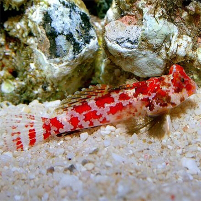 Synchiropus stellatus "Red Scooter Dragonet"