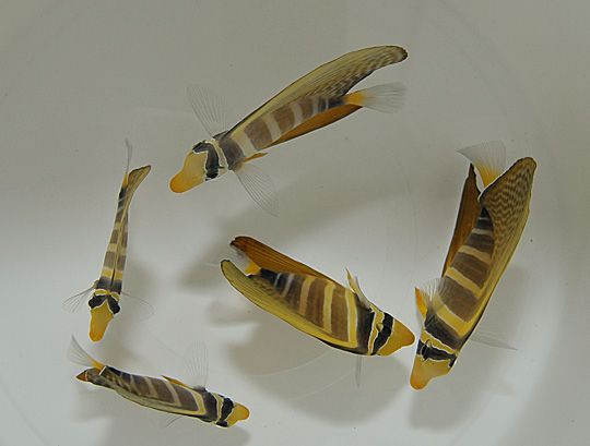 Zebrasoma veliferum "Sailfin Tang"