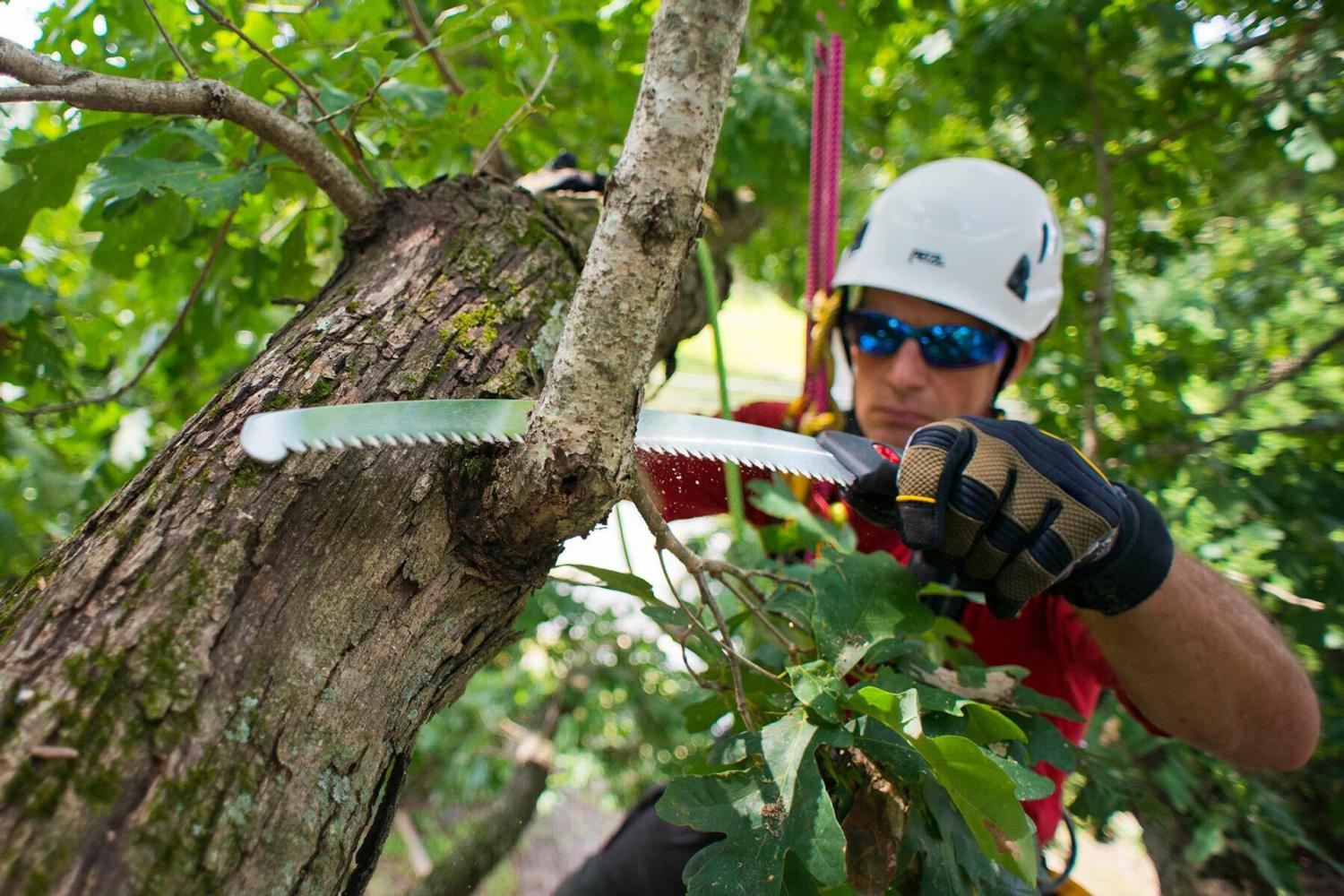 Silky Sågar för Arborister