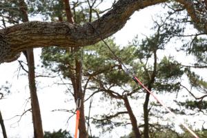 Nordic Pocket Saw – Arborist 2 (throw-saw)