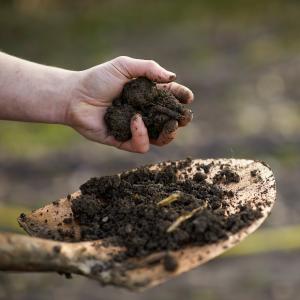 Tree Planting Compost