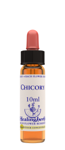 CHICORY