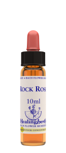 ROCK ROSE