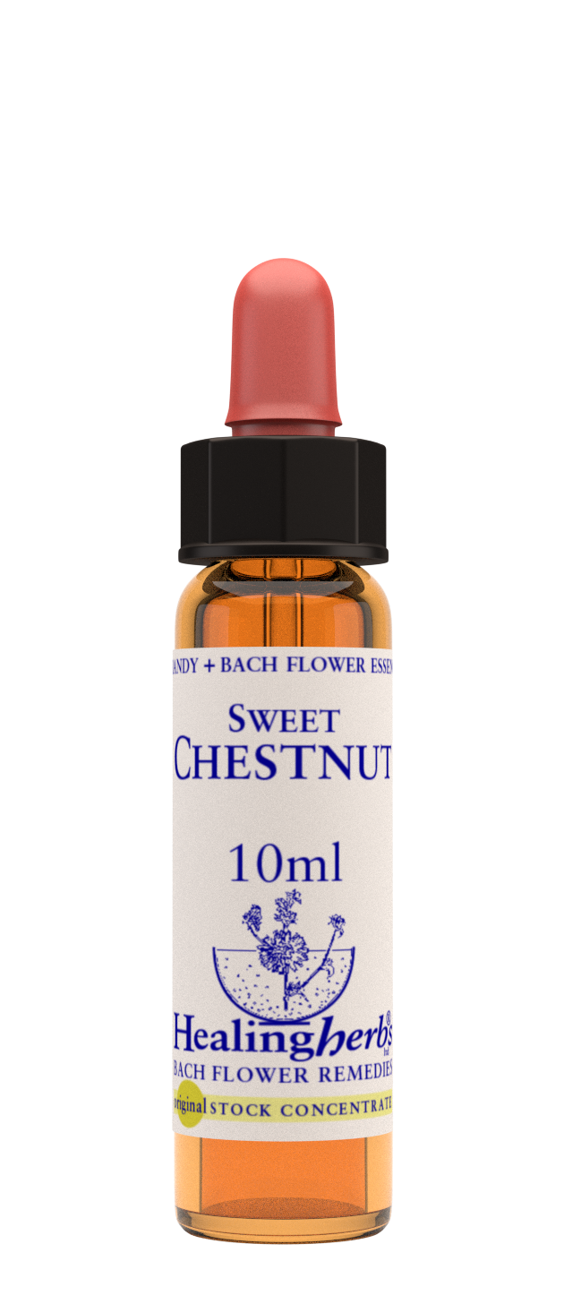 SWEET CHESTNUT