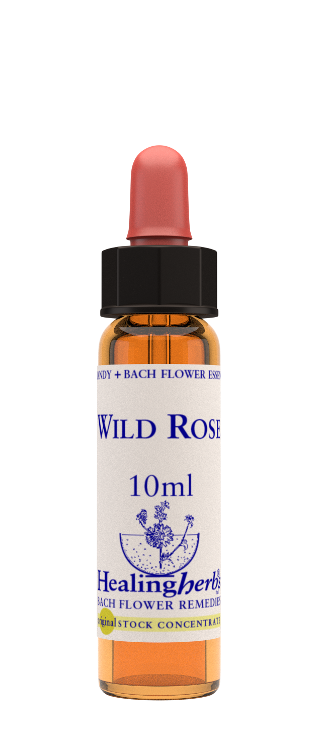 WILD ROSE