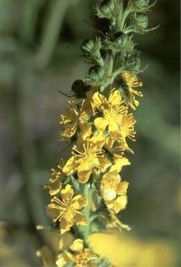AGRIMONY