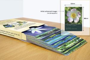 Bach Divinity Cards