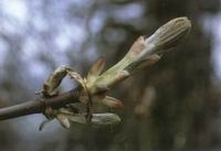 CHESTNUT BUD