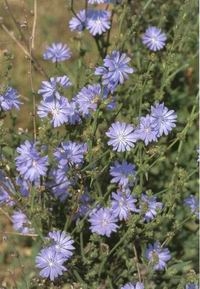 CHICORY
