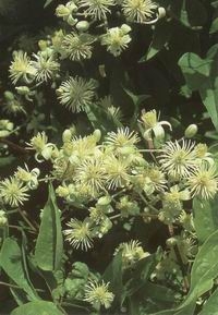 CLEMATIS