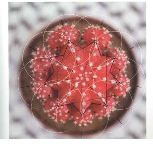 The hidden geometry of flowers