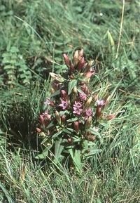 GENTIAN