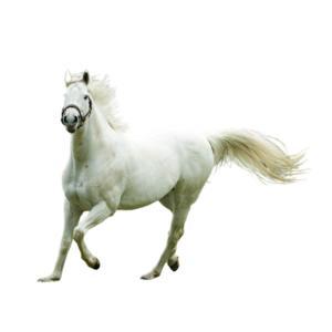 Sommarkit för hästens antimyggolja