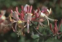 HONEYSUCKLE