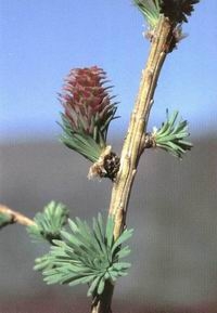 LARCH