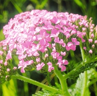 Protection Spray med Lavendel, 50 ml