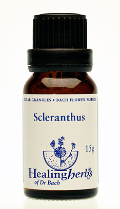SCLERANTHUS granulat