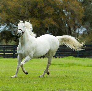 Sommarkit för hästens antimyggolja